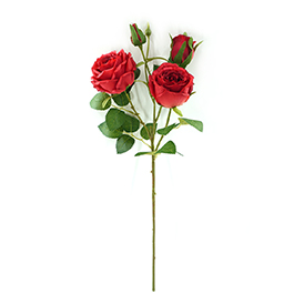 Rose Stem