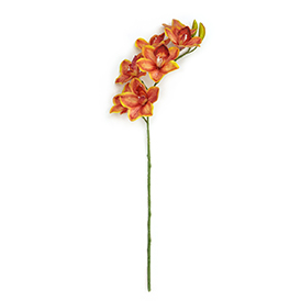 Orchid Stem