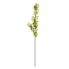 Osmanthus Stem