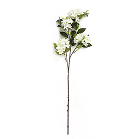 Hydrangea Stem