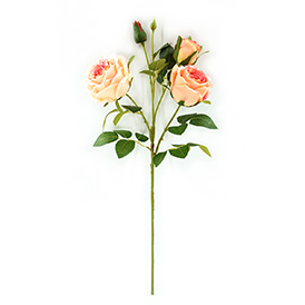Rose Stem