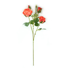 Rose Stem