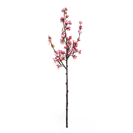 Cherry Blossom Stem