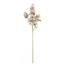 Lilac Stem