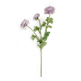 Rose Stem