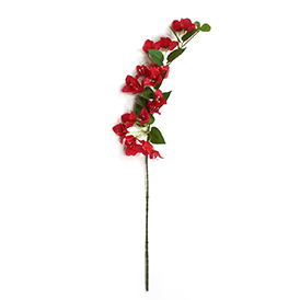 Bougainvillea Speetabilis Stem