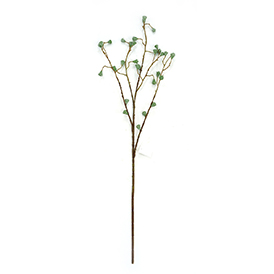 Eucalyptus Fruit Pick