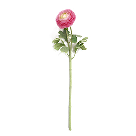 Ranunculus Stem