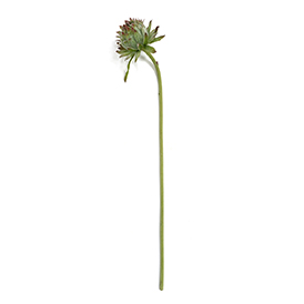 Protea Cynaroides Stem