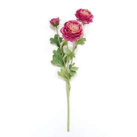 Rose Stem