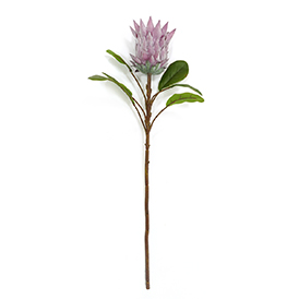 Protea Cynaroides Stem