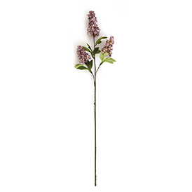 Lilac Stem