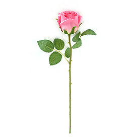 Rose Stem
