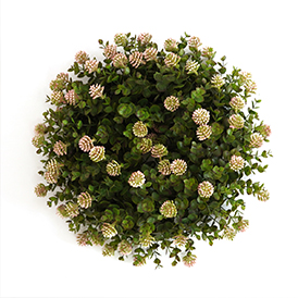 Plant Wreath