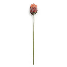 Protea Cynaroides Stem