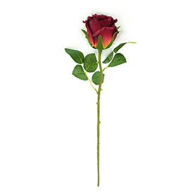 Rose Stem