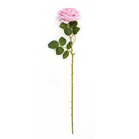 Rose Stem