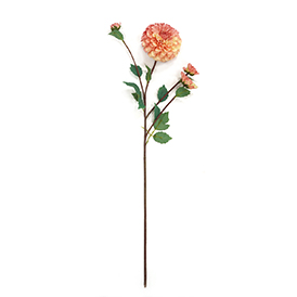 Peony Stem