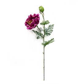 Peony Stem
