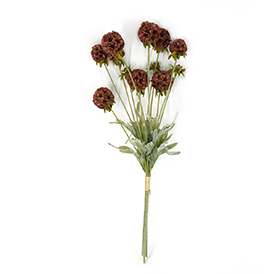 Scabiosa Bush