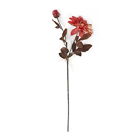 Dahlia Stem