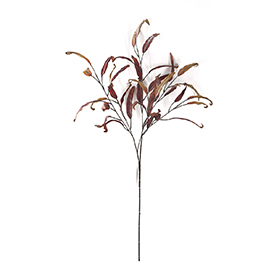 Leaves Stem
