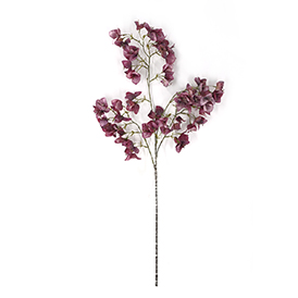 Bougainvillea Stem
