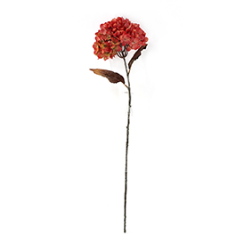 Hydrangea Stem