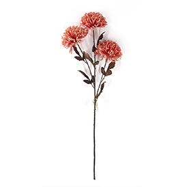 Chrysanthemum Stem