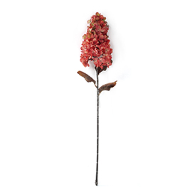 Hydrangea Stem